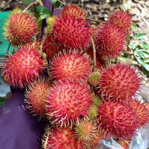 CHÔM CHÔM THƯỜNG