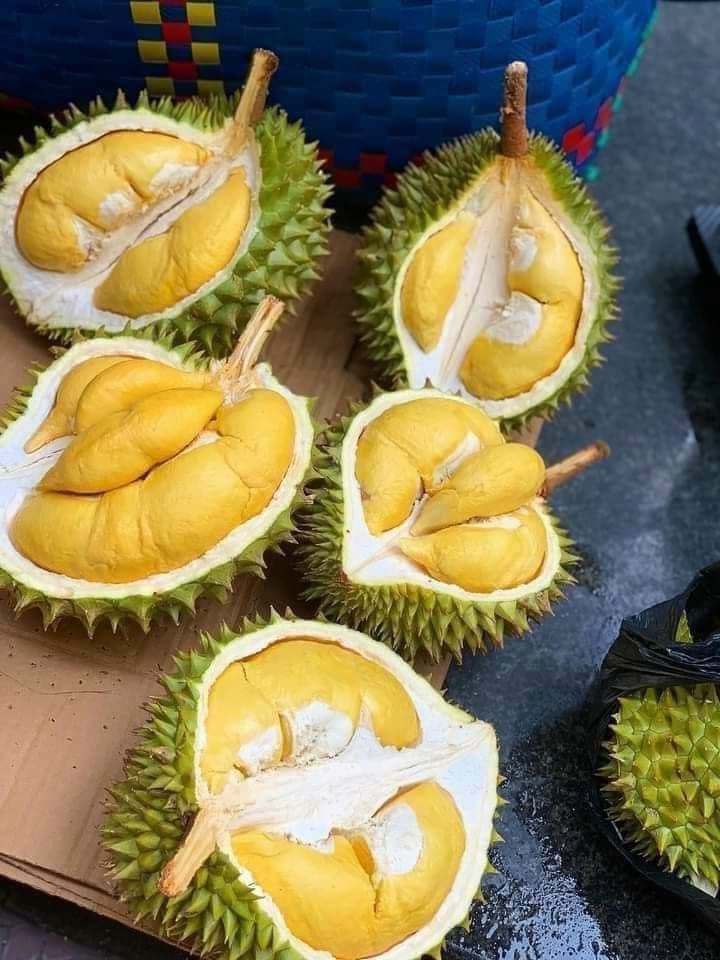 sầu riêng ri6 Sầu riêng Ri6 cơm vàng hạt lép béo ngậy