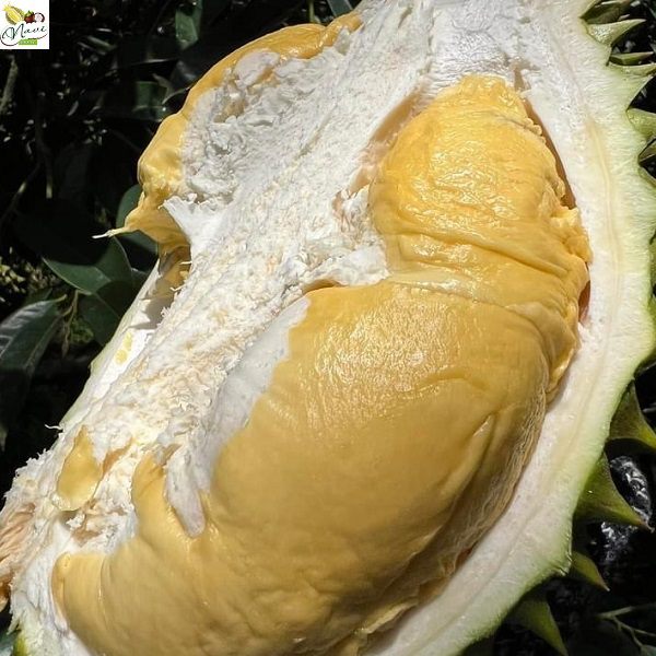 sầu riêng ri6 sầu riêng ri6