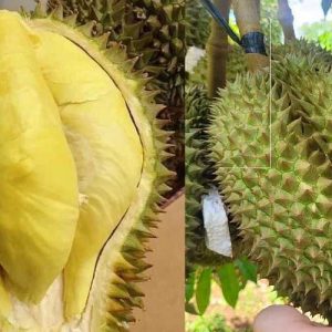 sầu riêng thái monthong