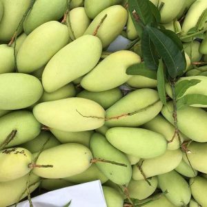 xoài đài loan vàng