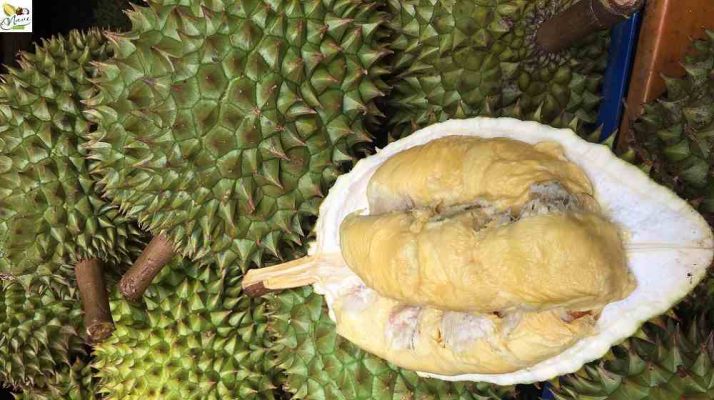 sầu riêng ri6 chín cây