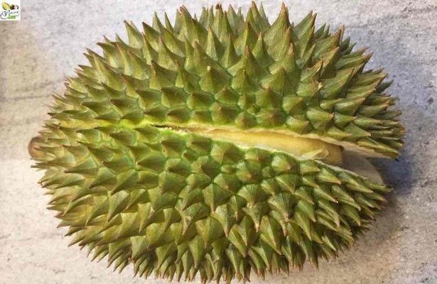 sầu riêng chuồng bò