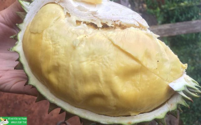 sầu riêng óc khỉ