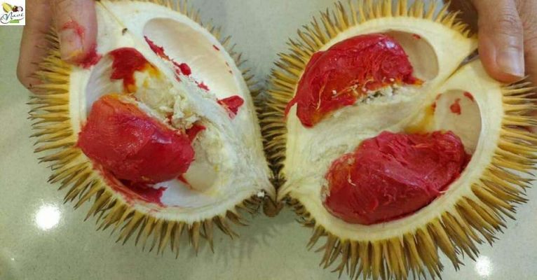 sầu riêng ruột đỏ