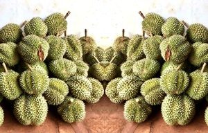sầu riêng sữa Long Khánh