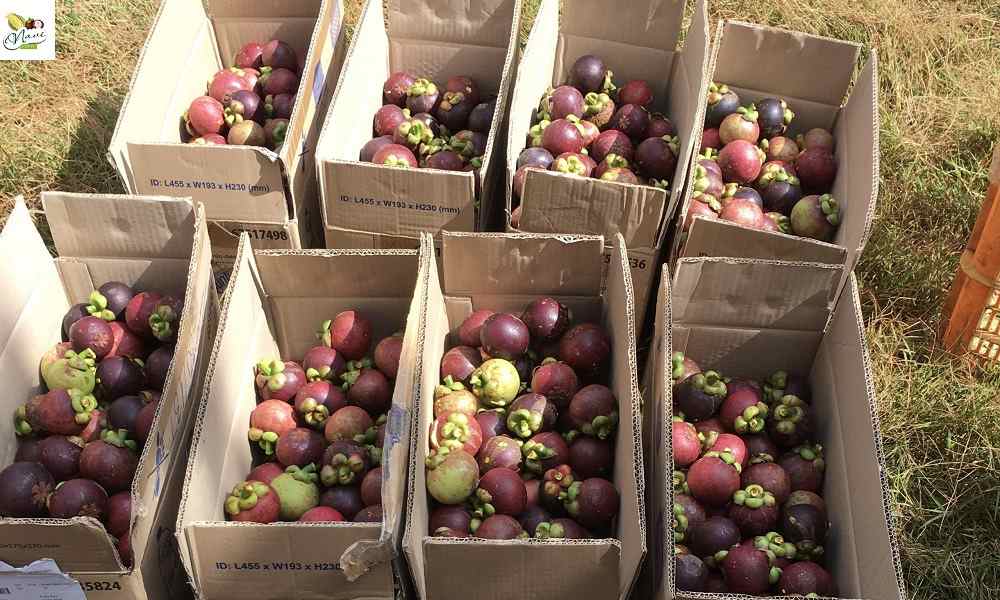 THU HOẠCH MĂNG CỤT