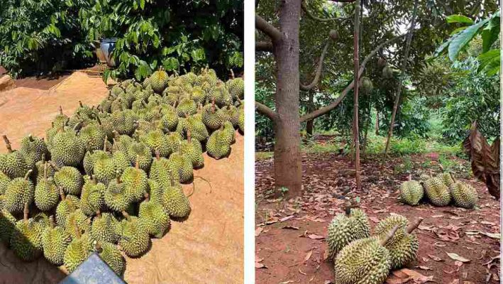 Thu hoạch sầu riêng Thái