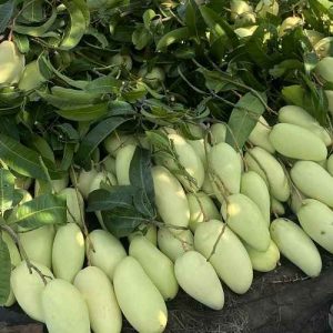 xoài đài loan vàng