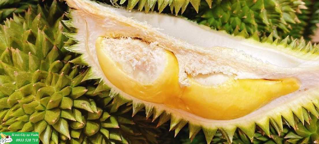 dị ứng sầu riêng