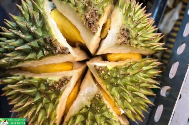 Chọn sầu riêng ngon bằng cách nhìn vào hình dáng