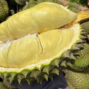 giá sầu riêng long khánh mới nhất 2022