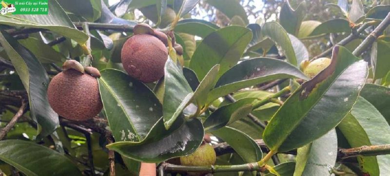 THU HOẠCH MĂNG CỤT