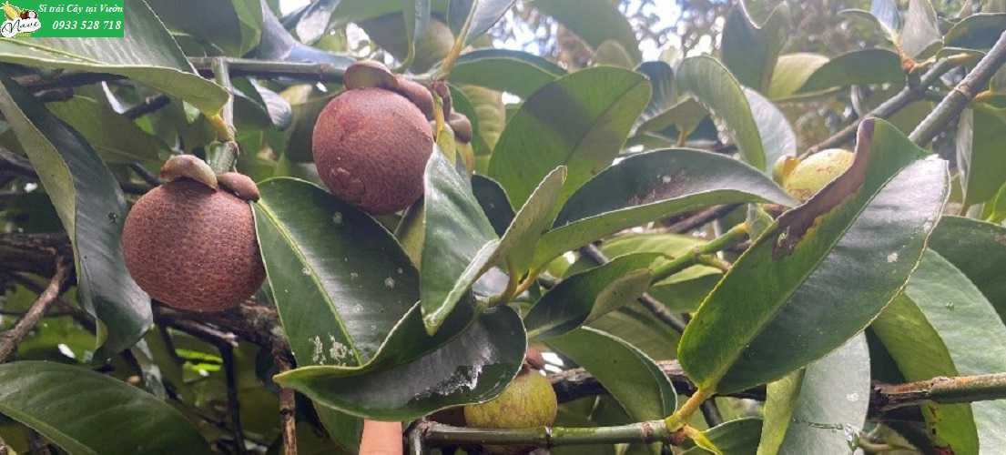 THU HOẠCH MĂNG CỤT